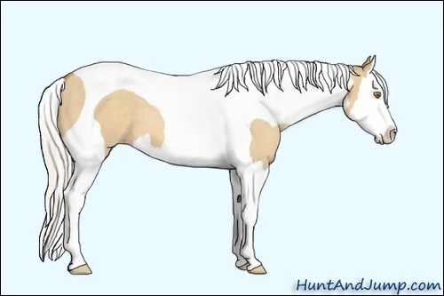 Horse Color:Silver Classic Champagne Dun Splash Tobiano 