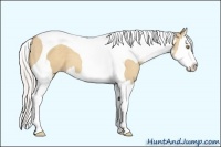 Horse Color:Silver Classic Champagne Dun Splash Tobiano 