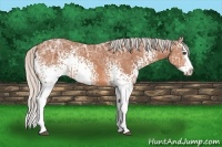 Horse Color:White Spotted Silver Bay Ice Sabino Splash 