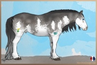 Horse Color:White Spotted Black Splash 