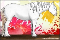 Horse Color:Grullo Splash Appaloosa 