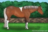 Horse Color:Silver Bay Sabino Tobiano 