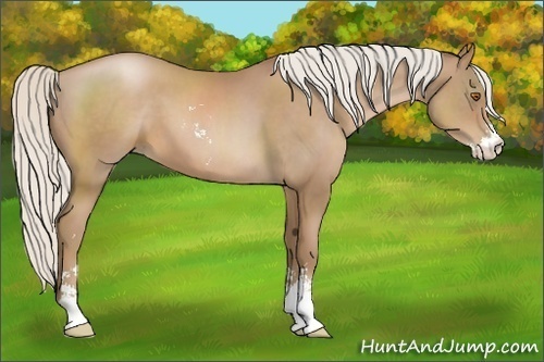 Horse Color:Silver Black Pearl Sabino 