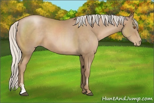 Horse Color:Silver Black Pearl Sabino 