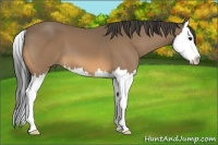 Horse Color:Buckskin Splash 