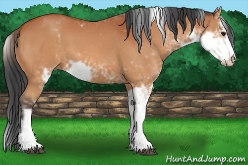 Horse Color:Bay Sabino