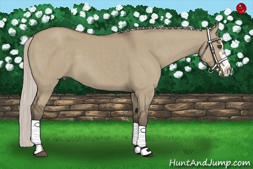 Horse Color:Silver Grullo Sabino Splash Frame 