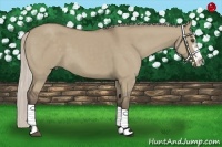 Horse Color:Silver Grullo Sabino Splash Frame