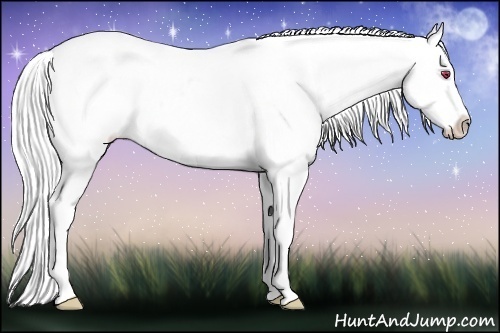 Horse Color:Chestnut Chinchilla Sabino Varnish Rabicano 