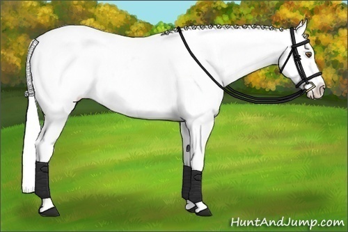 Horse Color:Grullo Chinchilla Tobiano Appaloosa Rabicano