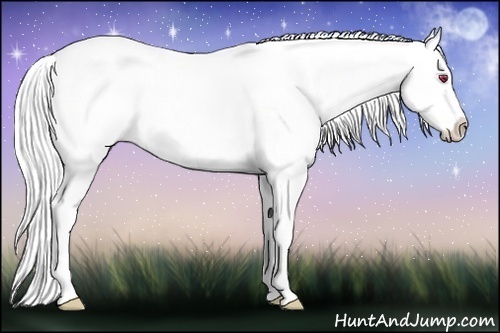 Horse Color:Chestnut Chinchilla Sabino 