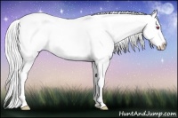 Horse Color:Chestnut Chinchilla Sabino 