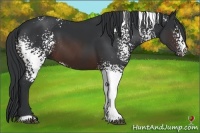 Horse Color:White Spotted Brown 