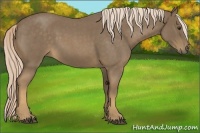 Horse Color:Chocolate Palomino Roan 