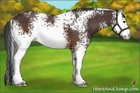 Horse Color:White Spotted Brown 