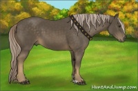 Horse Color:Chocolate Palomino 
