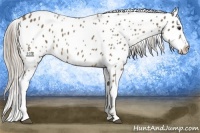 Horse Color:Chocolate Palomino Appaloosa