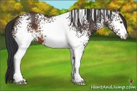 Horse Color:White Spotted Brown 