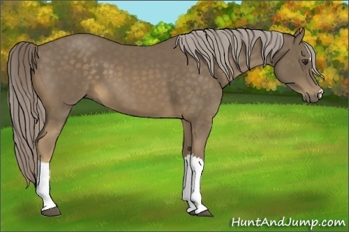 Horse Color:Chocolate Palomino