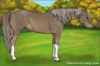 Horse Color:Chocolate Palomino 