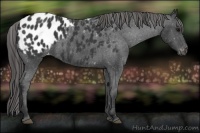 Horse Color:Black Appaloosa