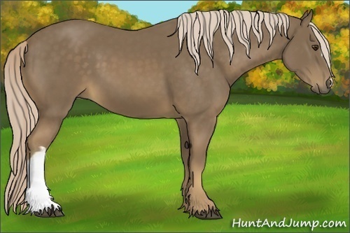 Horse Color:Chocolate Palomino 