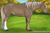 Horse Color:Chocolate Palomino 