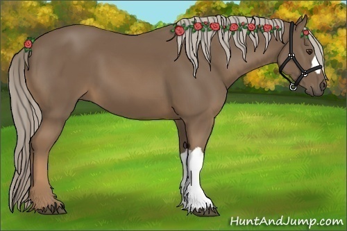 Horse Color:Chocolate Palomino 