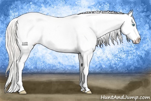 Horse Color:Cremello Appaloosa 