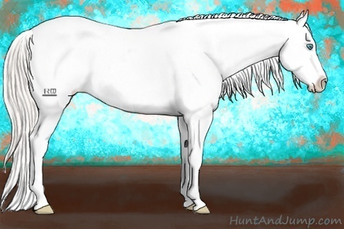 Horse Color:Cremello Appaloosa 