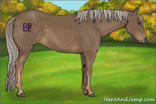 Horse Color:Chocolate Palomino 