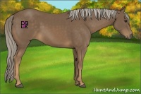Horse Color:Chocolate Palomino 