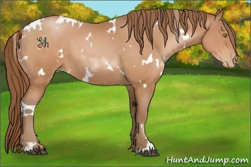 Horse Color:White Spotted Bay Pearl Sabino 