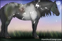 Horse Color:White Spotted Black