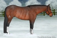 Horse Color:Bay Rabicano 