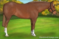 Horse Color:Chestnut 
