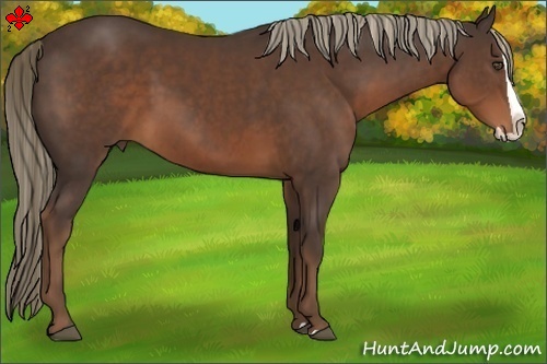 Horse Color:Liver Chestnut Splash 