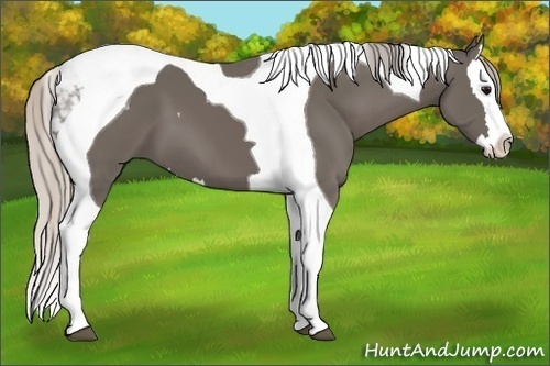 Horse Color:Silver Black Splash Tobiano