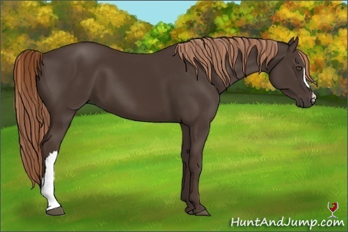 Horse Color:Liver Chestnut 