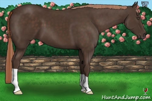Horse Color:Liver Chestnut 