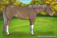 Horse Color:Chocolate Palomino 