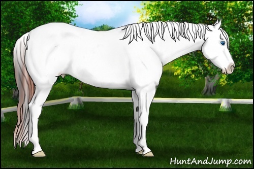 Horse Color:Bay Dun Splash Tobiano Appaloosa 
