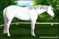 Horse Color:Brown Dun Splash Tobiano Blanket 