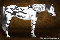 Horse Color:Black Splash Tobiano