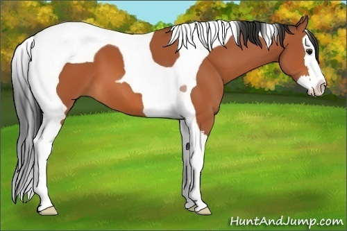Horse Color:Bay Splash Tobiano