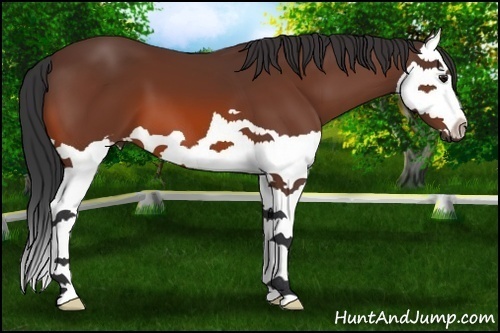Horse Color:Bay Splash 