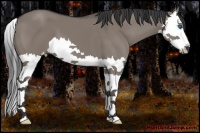 Horse Color:Grullo Splash 