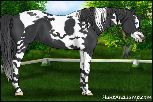 Horse Color:Black Splash Tobiano 