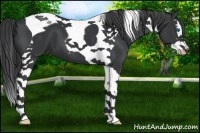 Horse Color:Black Splash Tobiano