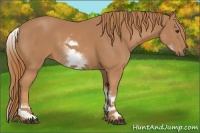 Horse Color:White Spotted Chestnut